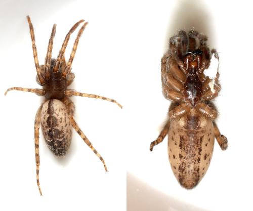 Segestria bavarica